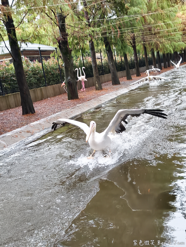 【樹懶餐廳萌寵農場 】超萌室內動物區 x 鵜鶘餵食秀 x精采DIY，晴雨皆宜的親子夢幻樂園part 2 @紫色微笑 Ben Jean 饗樂生活