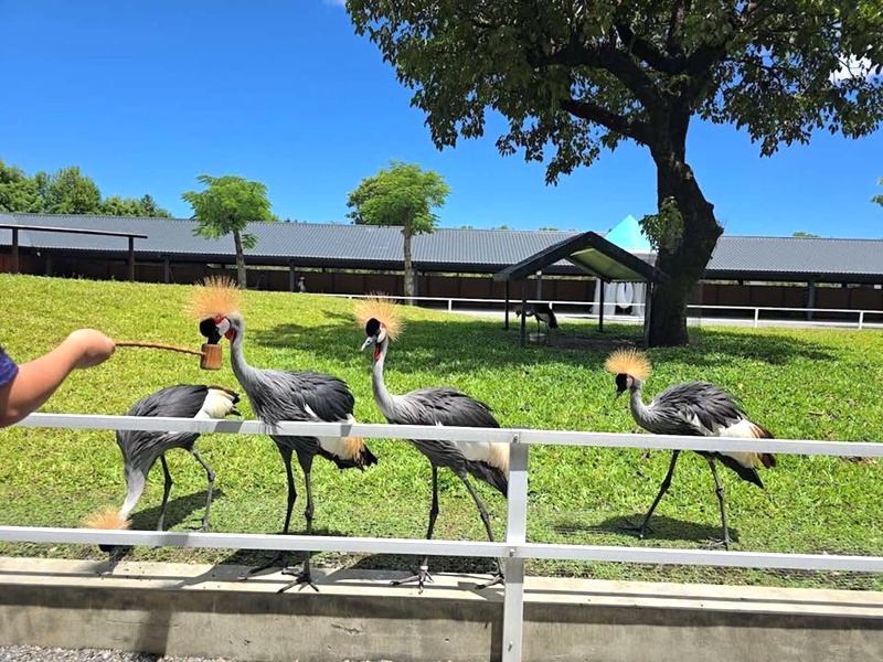 【樹懶餐廳萌寵農場 】超萌室內動物區 x 鵜鶘餵食秀 x精采DIY，晴雨皆宜的親子夢幻樂園part 2 @紫色微笑 Ben Jean 饗樂生活