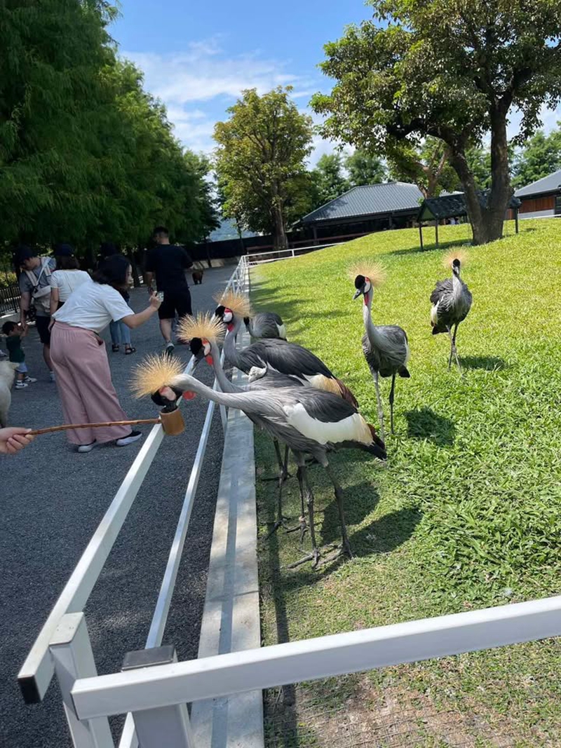 【樹懶餐廳萌寵農場 】超萌室內動物區 x 鵜鶘餵食秀 x精采DIY，晴雨皆宜的親子夢幻樂園part 2 @紫色微笑 Ben Jean 饗樂生活
