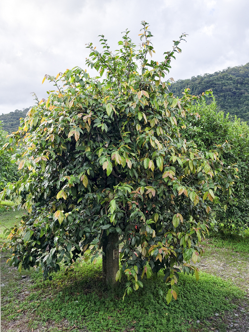 【豐盛愛玉】全台最大愛玉園區!免費試吃天然愛玉、DIY體驗,太平山北橫順遊必訪 @紫色微笑 Ben Jean 饗樂生活 【豐盛愛玉】全台最大愛玉園區!免費試吃天然愛玉、DIY體驗,太平山北橫順遊必訪 @紫色微笑 Ben Jean 饗樂生活