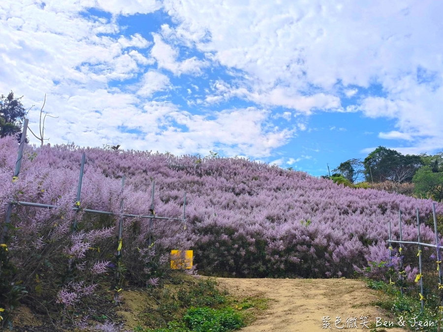 【2026九尖茶廠麝香木】南投國姓隱藏版花海!漫步粉紫雲海般夢境,走進高山浪漫告白季 @紫色微笑 Ben Jean 饗樂生活 【2026九尖茶廠麝香木】南投國姓隱藏版花海!漫步粉紫雲海般夢境,走進高山浪漫告白季 @紫色微笑 Ben Jean 饗樂生活