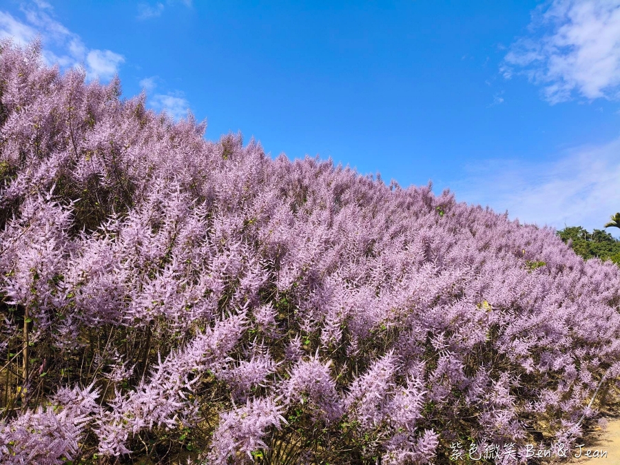 【2026九尖茶廠麝香木】南投國姓隱藏版花海!漫步粉紫雲海般夢境,走進高山浪漫告白季 @紫色微笑 Ben Jean 饗樂生活 【2026九尖茶廠麝香木】南投國姓隱藏版花海!漫步粉紫雲海般夢境,走進高山浪漫告白季 @紫色微笑 Ben Jean 饗樂生活