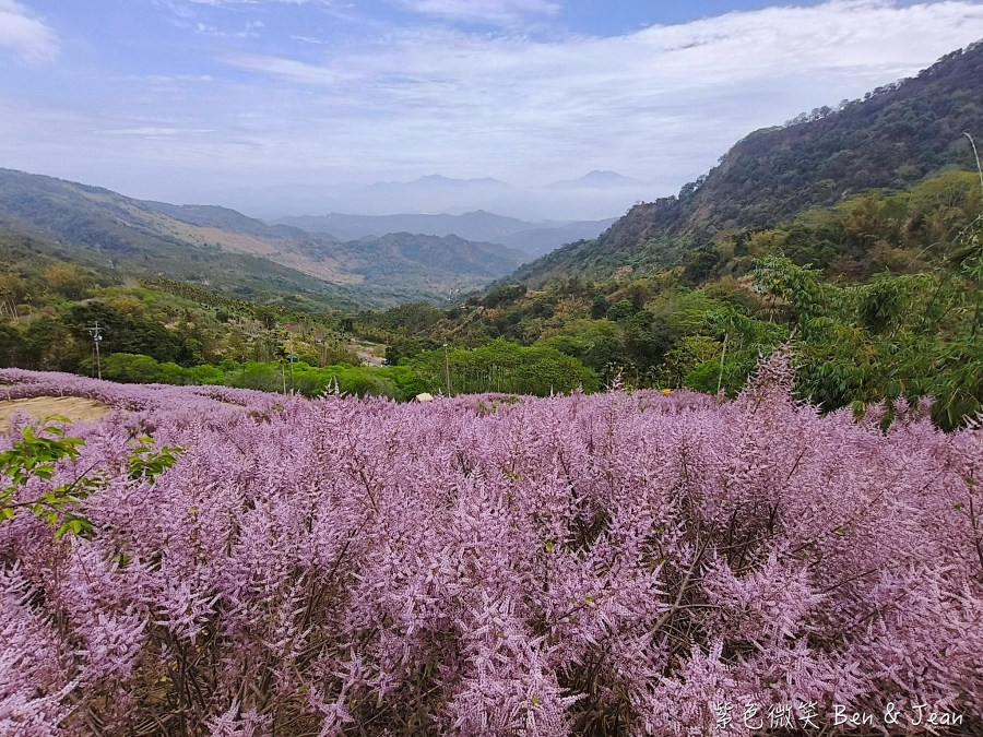 【2026九尖茶廠麝香木】南投國姓隱藏版花海！漫步粉紫雲海般夢境，走進高山浪漫告白季 @紫色微笑 Ben Jean 饗樂生活