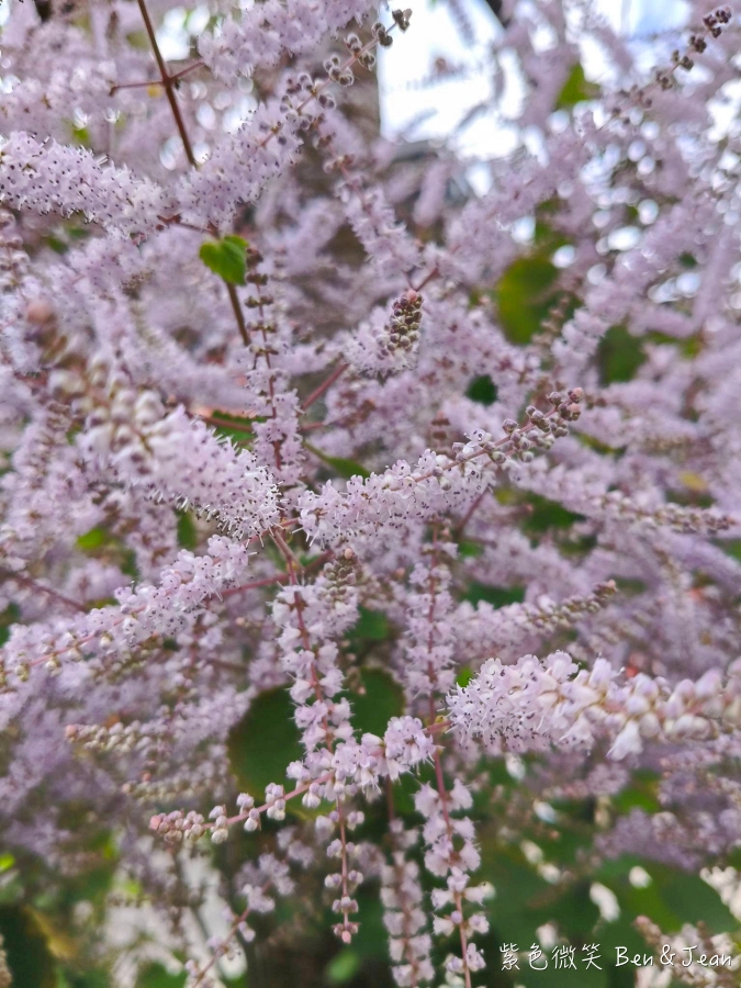 【2026九尖茶廠麝香木】南投國姓隱藏版花海!漫步粉紫雲海般夢境,走進高山浪漫告白季 @紫色微笑 Ben Jean 饗樂生活 【2026九尖茶廠麝香木】南投國姓隱藏版花海!漫步粉紫雲海般夢境,走進高山浪漫告白季 @紫色微笑 Ben Jean 饗樂生活