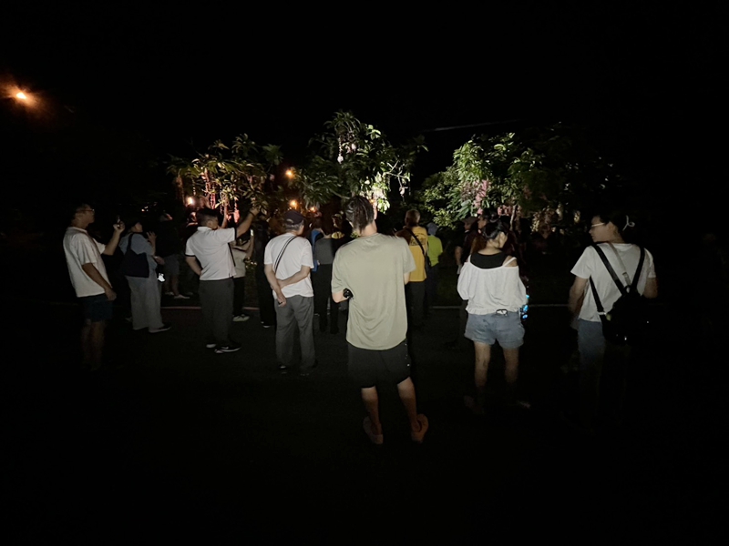 【穗在宜蘭夏夜花火】2026宜蘭限定！6、7月限定夜賞穗花棋盤腳，體驗獨特夏日浪漫，點燃夏日浪漫煙火秀 @紫色微笑 Ben Jean 饗樂生活
