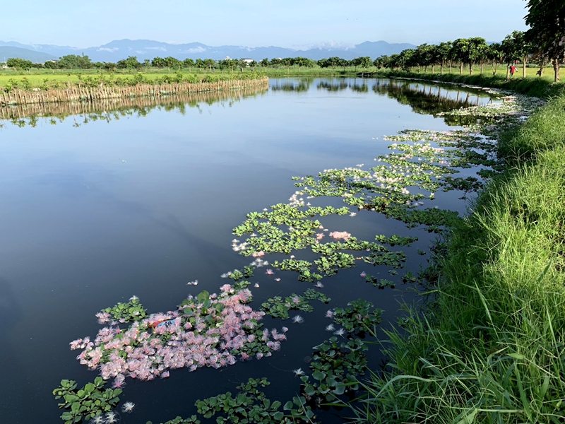 【穗在宜蘭夏夜花火】2026宜蘭限定！6、7月限定夜賞穗花棋盤腳，體驗獨特夏日浪漫，點燃夏日浪漫煙火秀 @紫色微笑 Ben Jean 饗樂生活