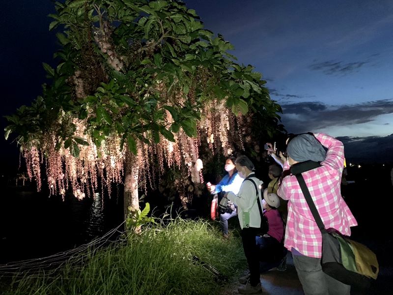 【穗在宜蘭夏夜花火】2026宜蘭限定！6、7月限定夜賞穗花棋盤腳，體驗獨特夏日浪漫，點燃夏日浪漫煙火秀 @紫色微笑 Ben Jean 饗樂生活