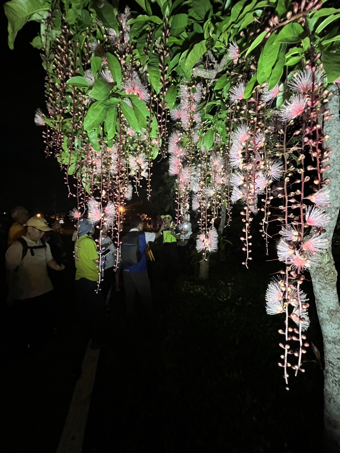 【穗在宜蘭夏夜花火】2026宜蘭限定！6、7月限定夜賞穗花棋盤腳，體驗獨特夏日浪漫，點燃夏日浪漫煙火秀 @紫色微笑 Ben Jean 饗樂生活