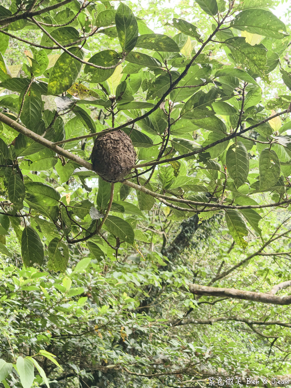 【2026宜蘭親子景點】頭城「福成玩染工坊」一日遊：採大菁生葉染、現烤披薩DIY，順遊老街秘境全攻略！ @紫色微笑 Ben Jean 饗樂生活