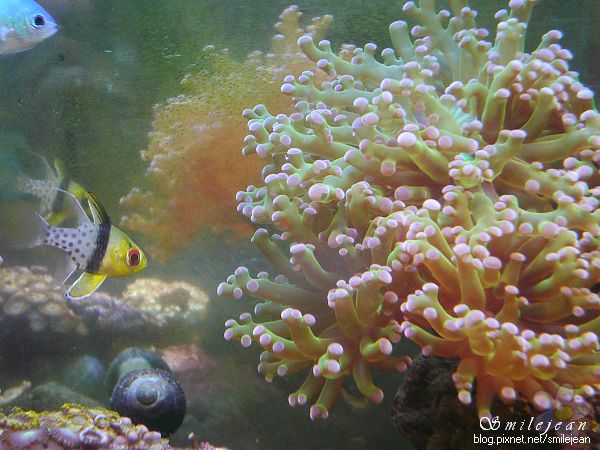 [養魚]海水缸熬過了夏天 @紫色微笑 Ben&amp;Jean 饗樂生活