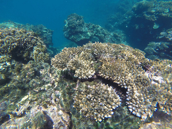 宜蘭南方澳》豆腐岬~得天獨厚的美麗珊瑚礁群，輕鬆浮潛就看的到，就連在地人未必得知的生態秘境 @紫色微笑 Ben&amp;Jean 饗樂生活