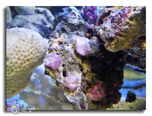[養魚]新設的海水缸~作水 @紫色微笑 Ben&amp;Jean 饗樂生活