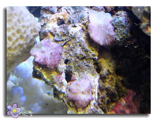 [養魚]新設的海水缸~作水 @紫色微笑 Ben&amp;Jean 饗樂生活