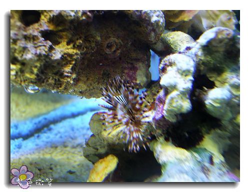 [養魚]海水缸~軟體 @紫色微笑 Ben&amp;Jean 饗樂生活
