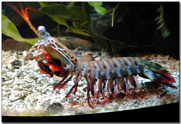 [海水缸]消失的密室真相-螳螂蝦抓到了 @紫色微笑 Ben&amp;Jean 饗樂生活