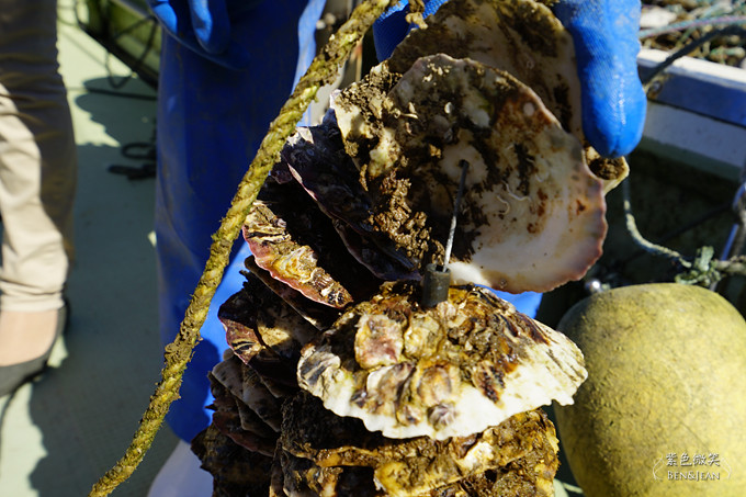 日本宮城縣~三陸海岸出海採牡蠣，感受食材新鮮好滋味 @紫色微笑 Ben&amp;Jean 饗樂生活