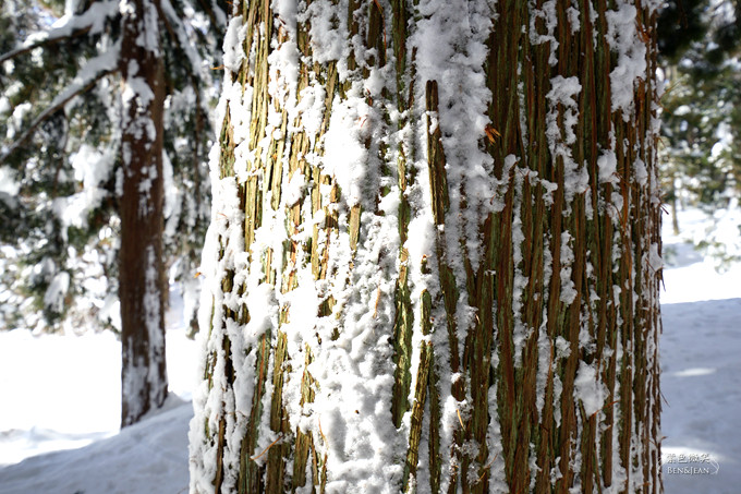なべくら高原.森の家 (鍋倉高原森之家)雪地行走~穿著雪鞋行走在櫸木森林裏，在雪地森林裏野餐，難得的生活體驗 @紫色微笑 Ben&amp;Jean 饗樂生活